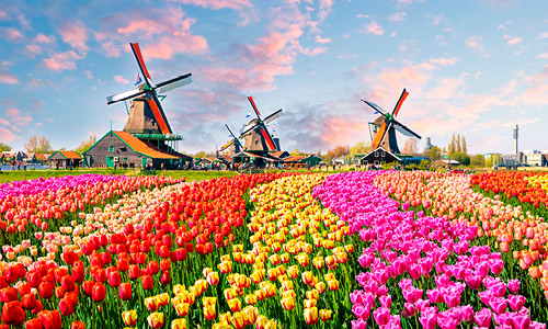 Europe - Moulins à vent, tulipes et délices belges avec Floriade