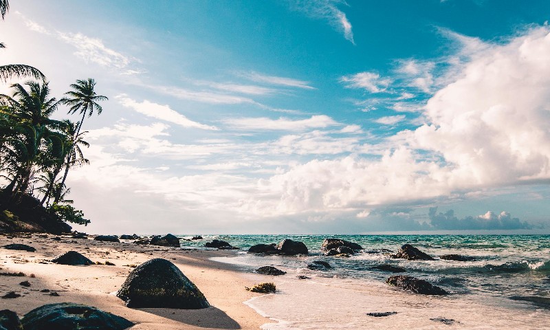Image, plage, palmier, mer