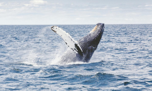 11 Incredible Destinations for Whale Watching Around the World