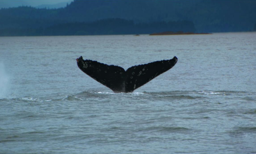 11 Incredible Destinations for Whale Watching Around the World