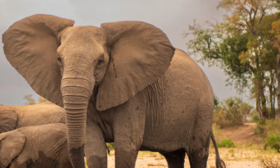 Au coeur de la Savane - Safari au Kenya
