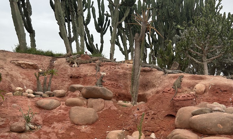 Image Alt Texte